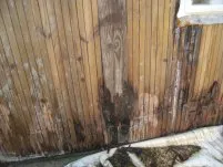 Spectaculaire attaque de champignons